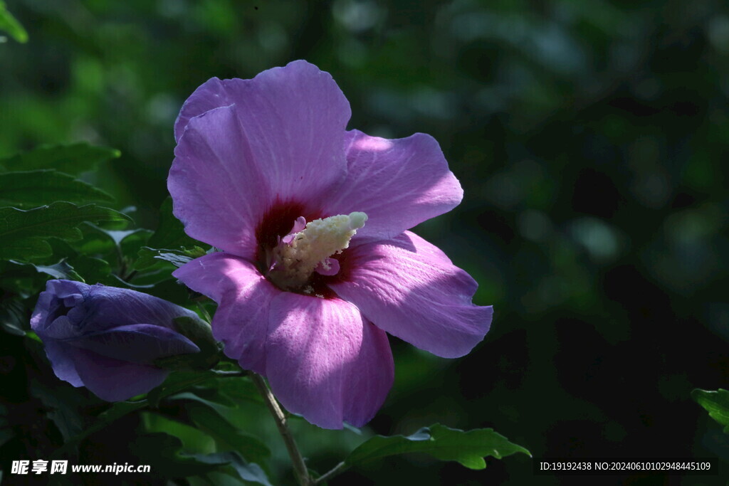 木槿花  