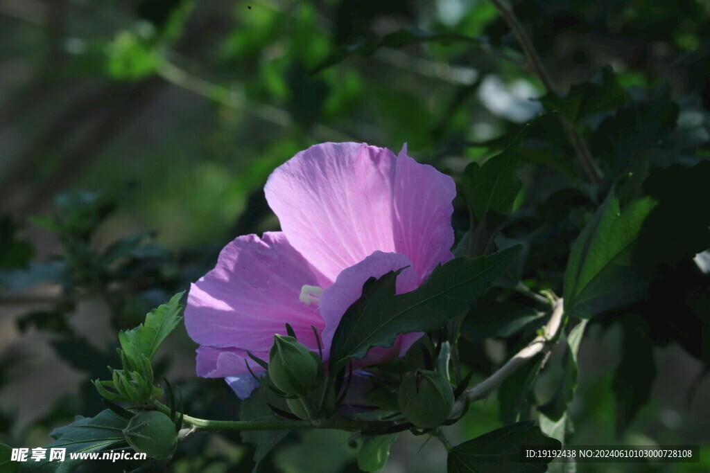 木槿花 