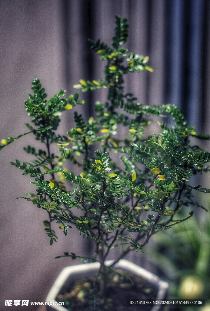 家居绿植摆件