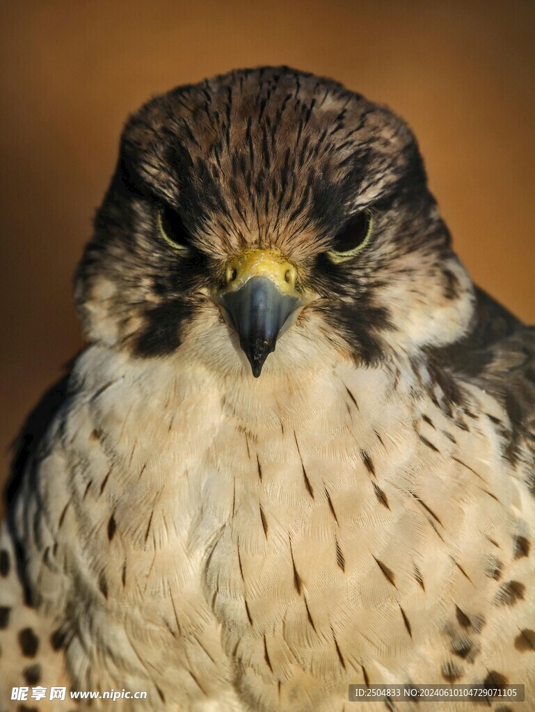鹰