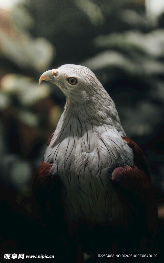 鹰