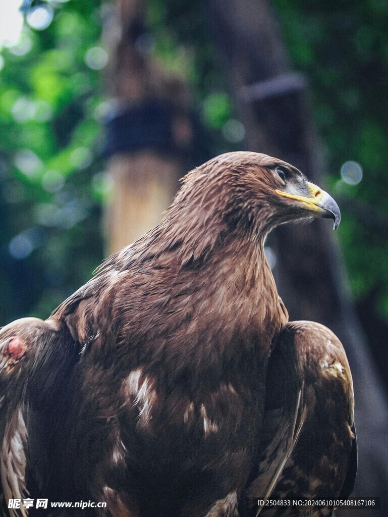 鹰