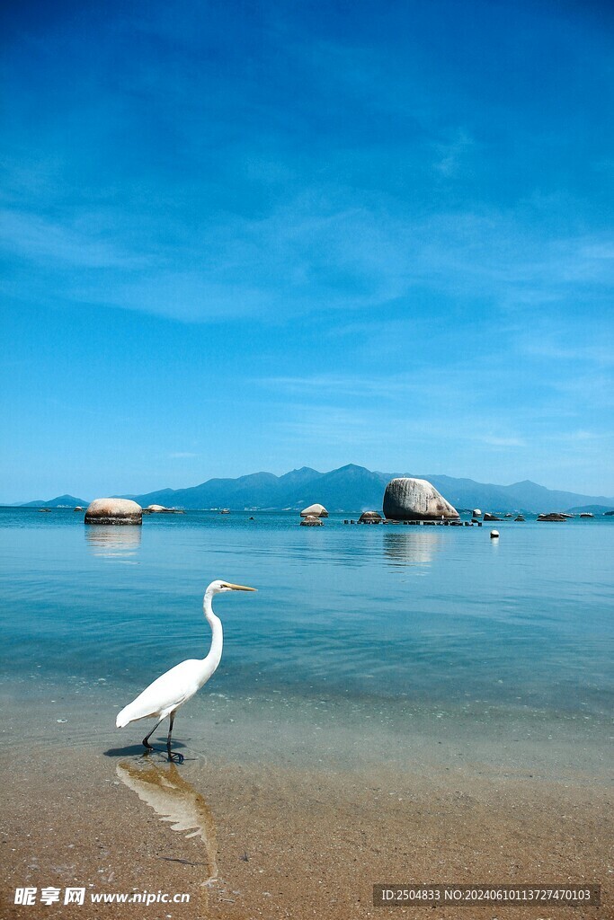 鹭