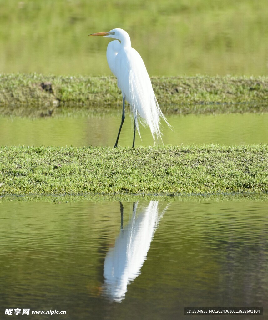 鹭
