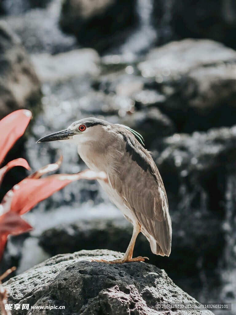 鹭