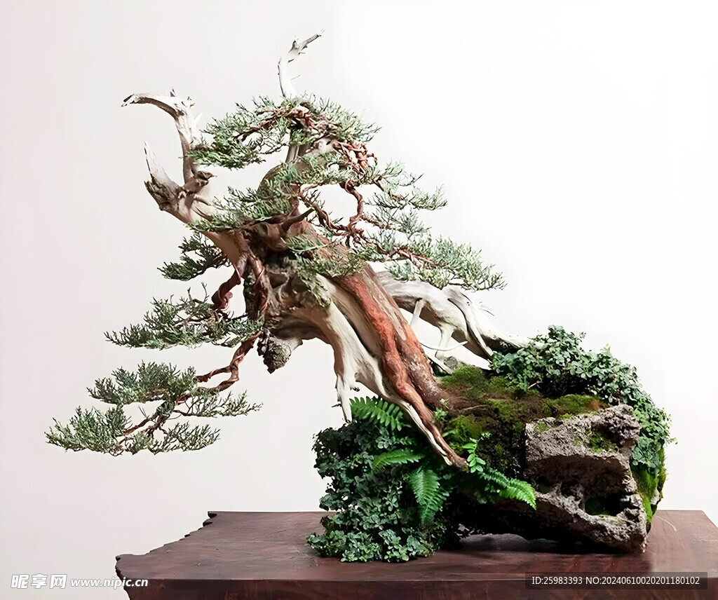 盆景