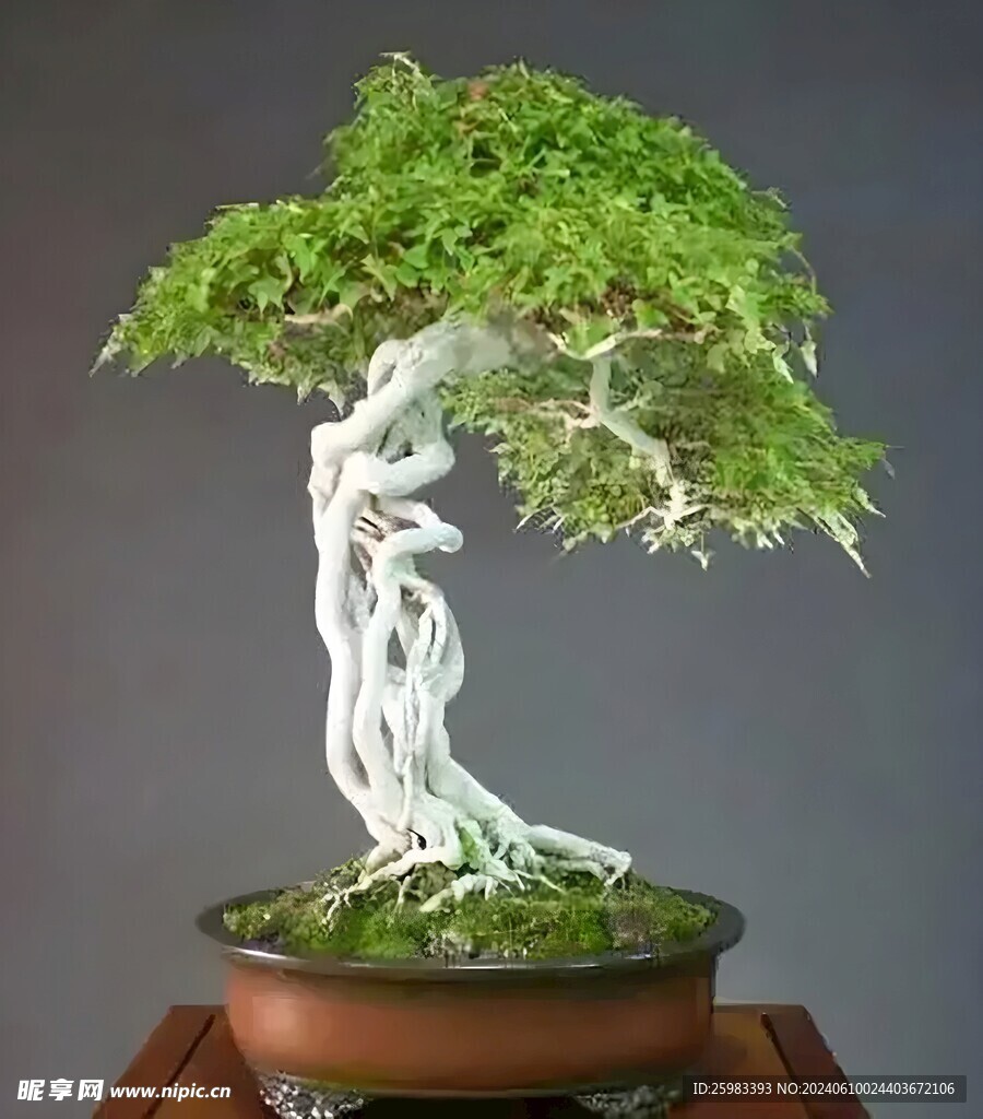 盆景