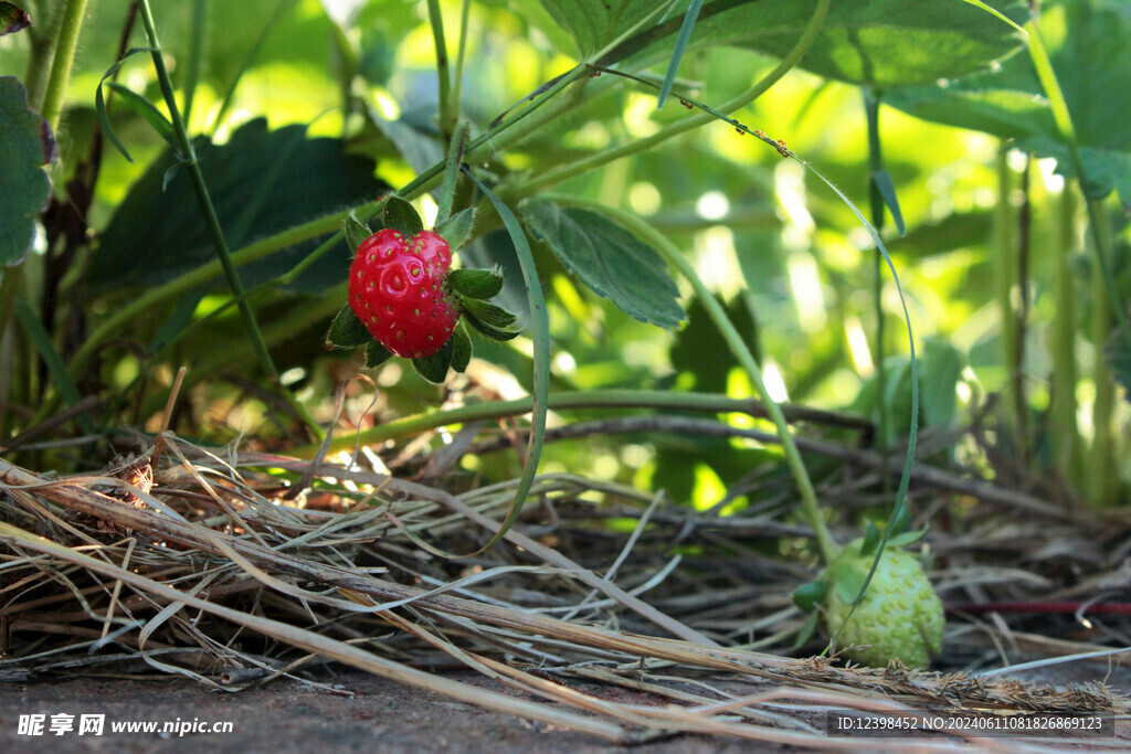 草莓
