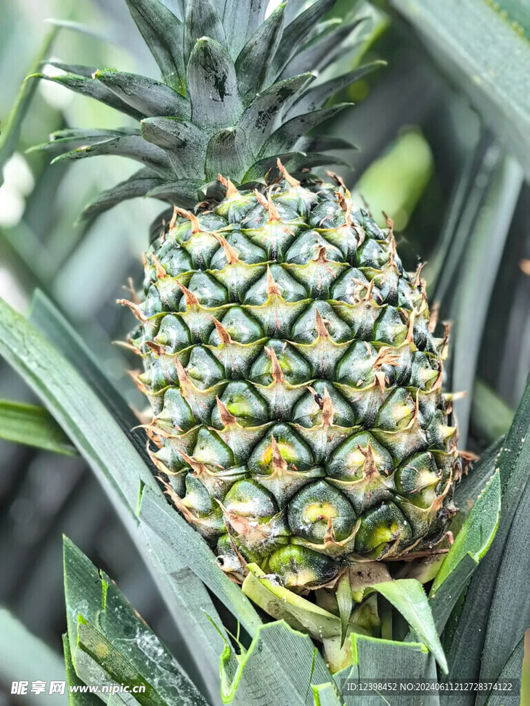 凤梨