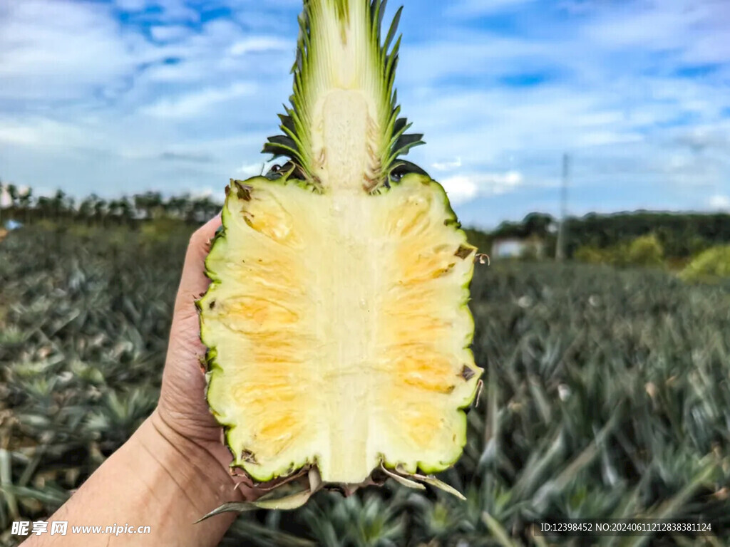菠萝