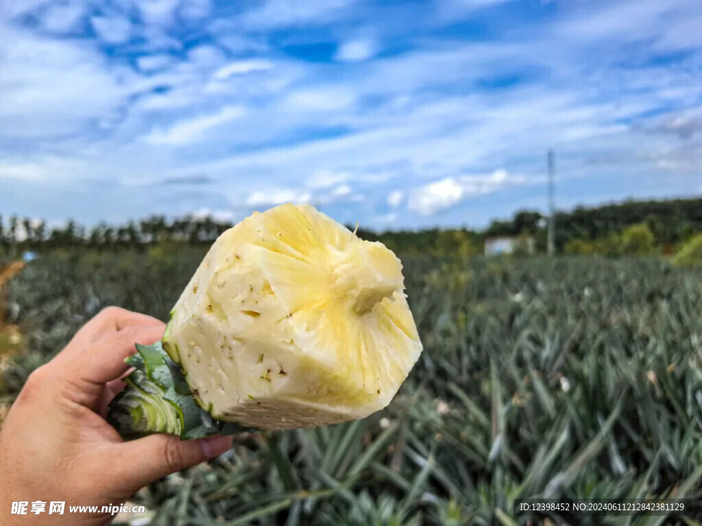 凤梨