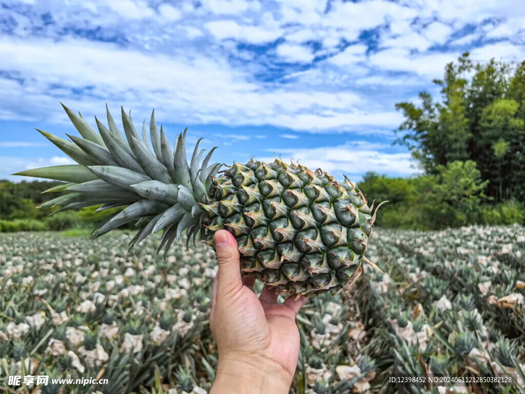 凤梨
