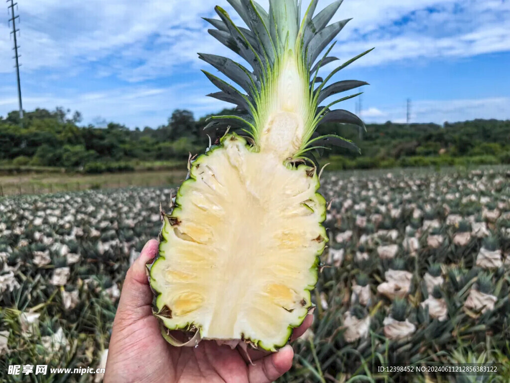 凤梨