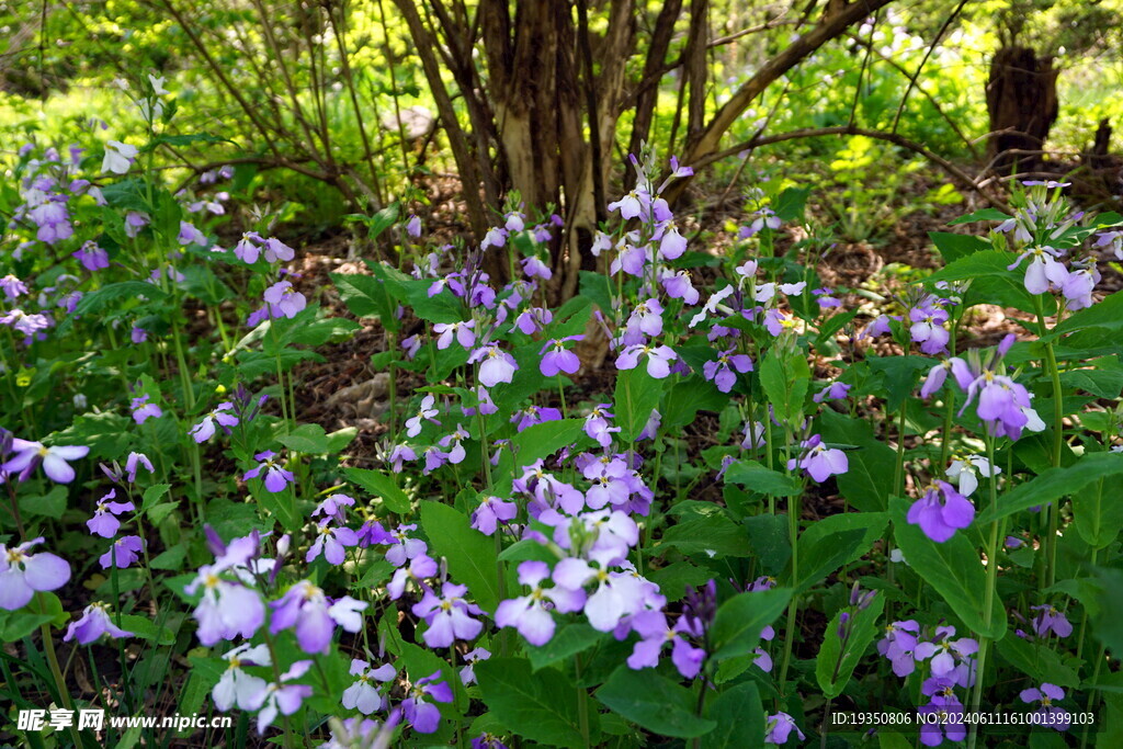 春天紫色的野花花丛