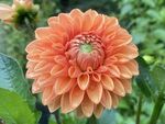 大丽花