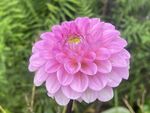 大丽花