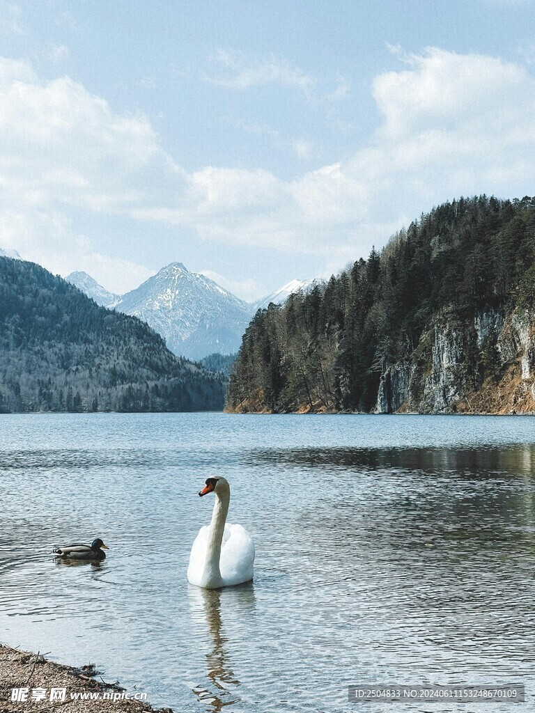 天鹅