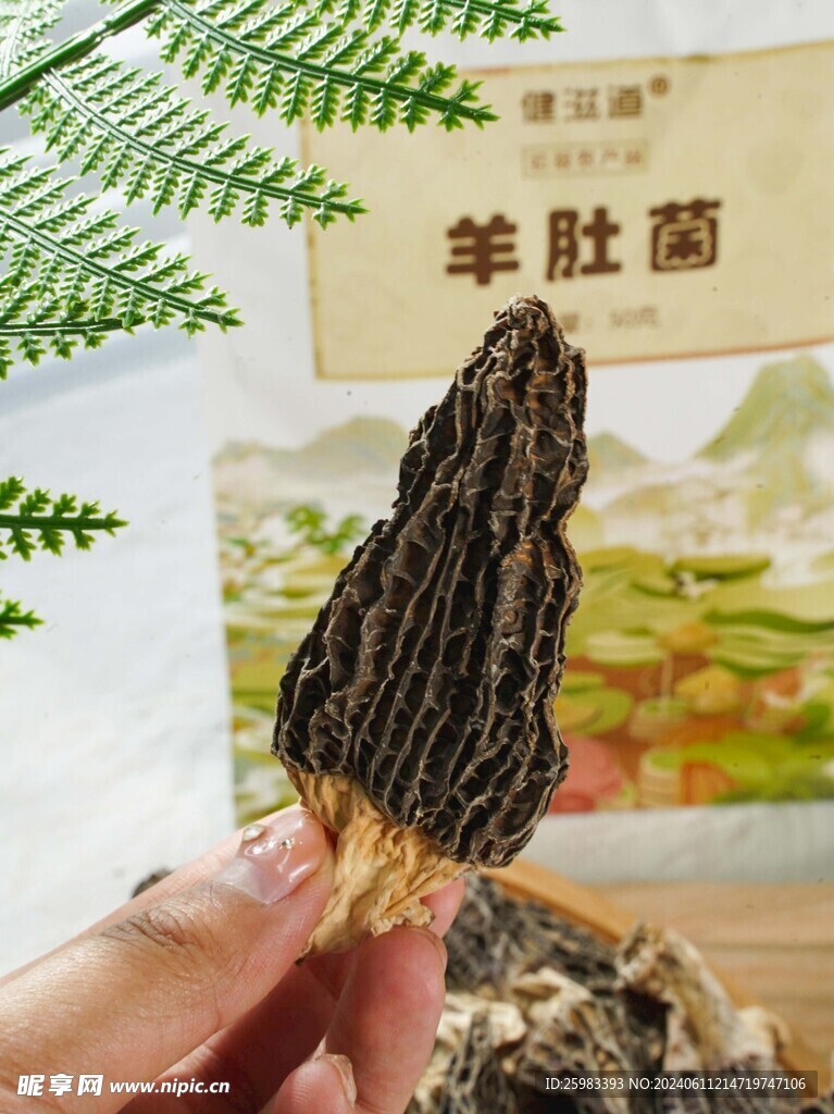 云南菌菇