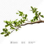 树枝植物抠图高清素材