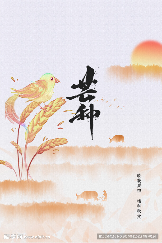 芒种