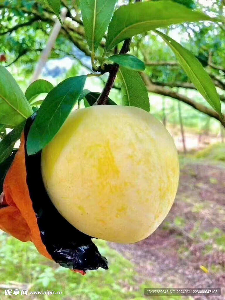黄金李