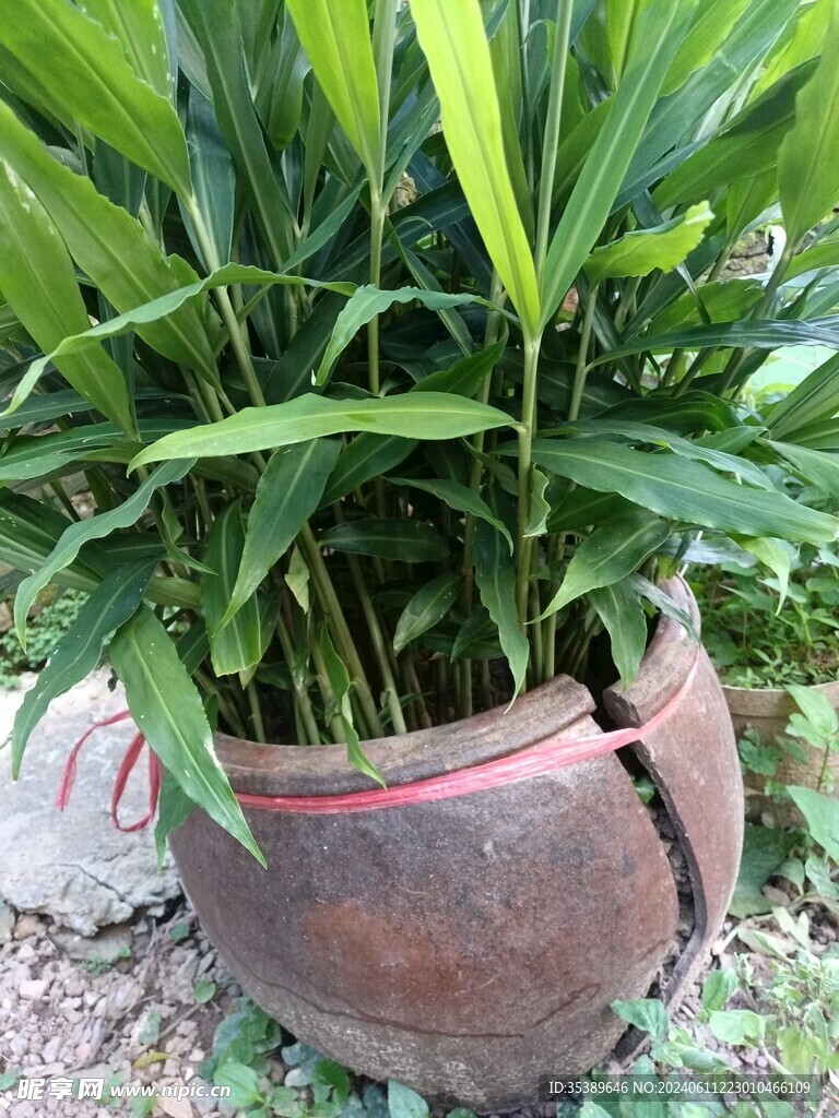 姜的繁衍