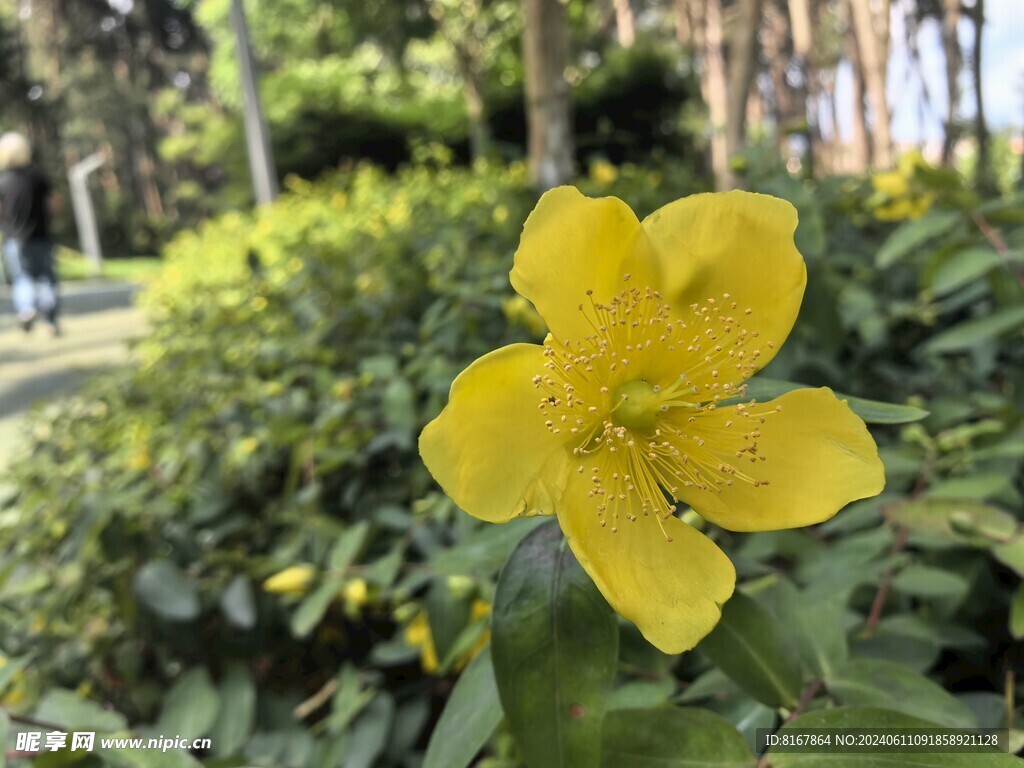 天人菊花