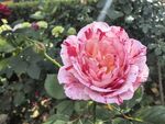 玫瑰花
