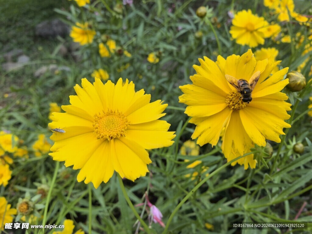 天人菊花
