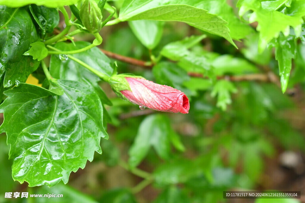 扶桑花