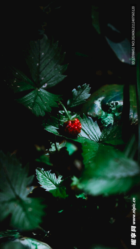 草莓