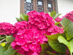 绣球花