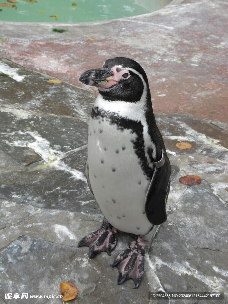 企鹅
