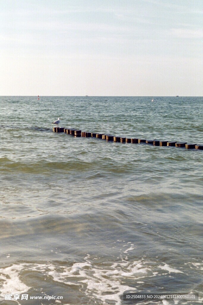 海鸥