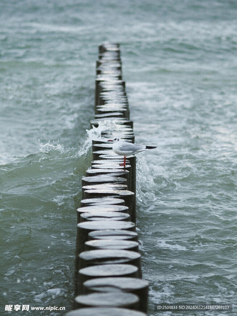 海鸥