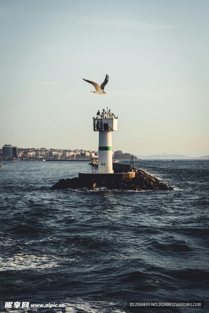海鸥