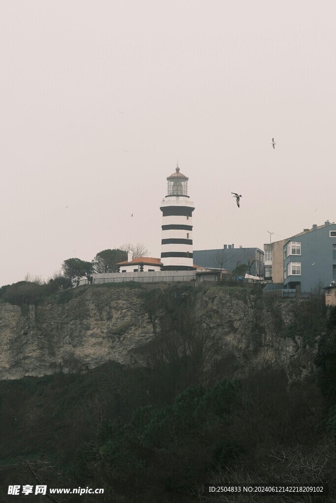 海鸥