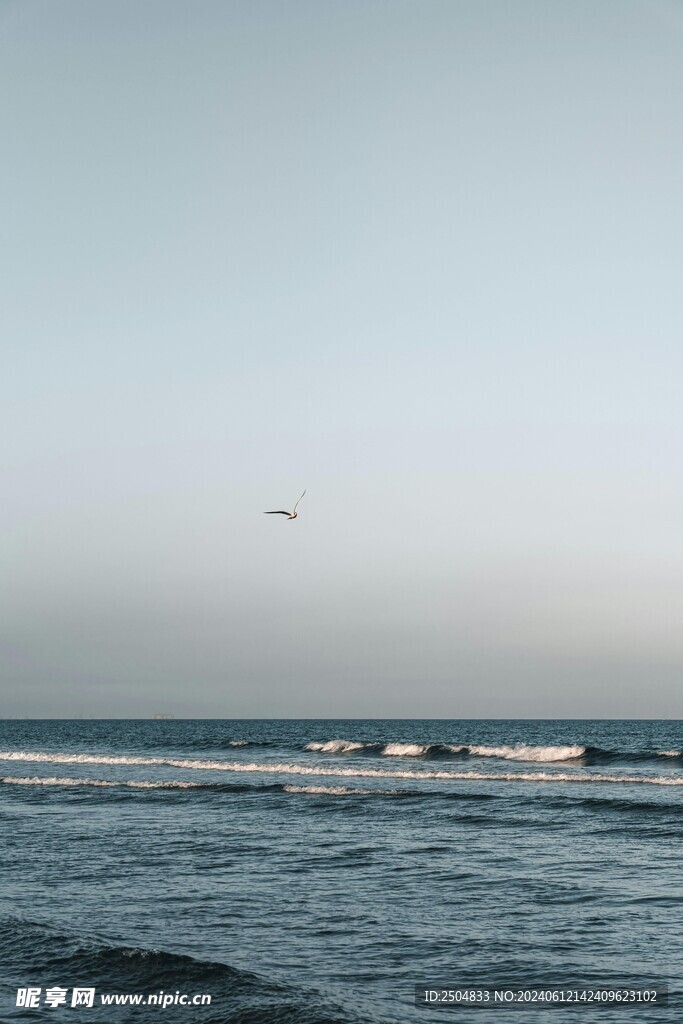 海鸥
