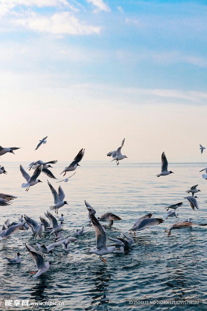 海鸥