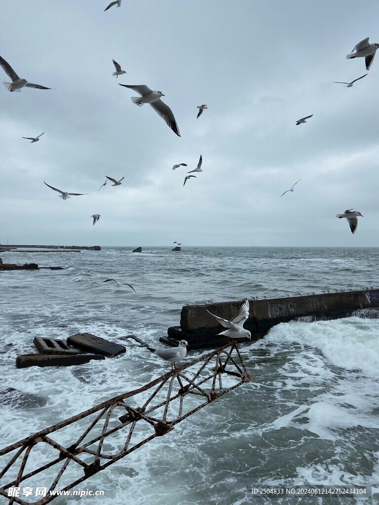 海鸥