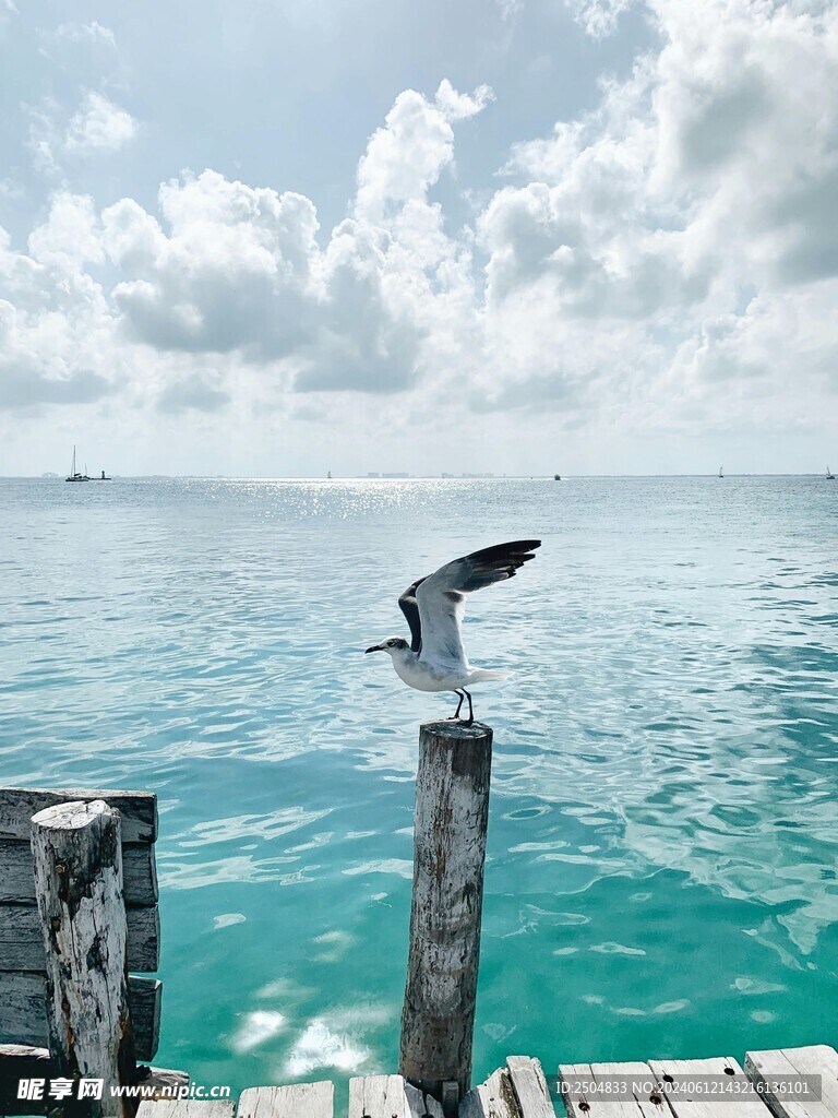 海鸥