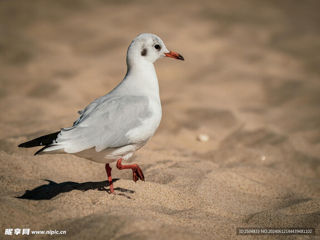 海鸥