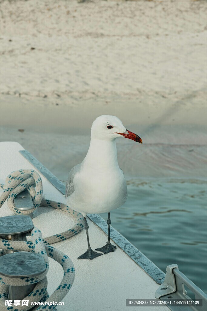 海鸥