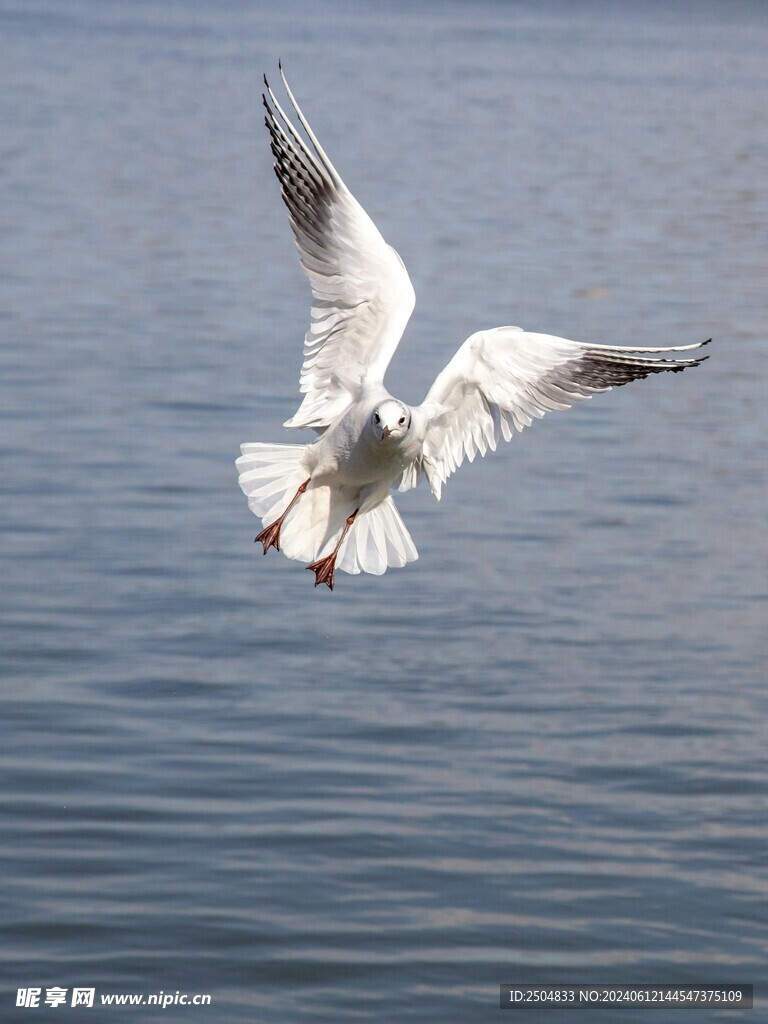 海鸥