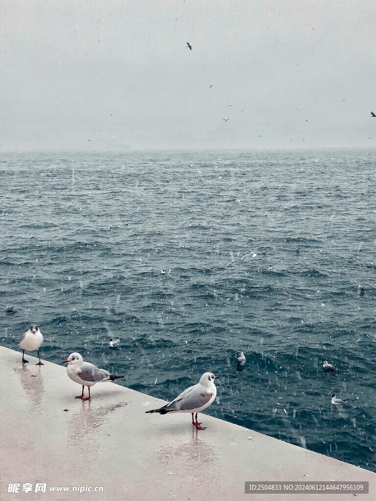 海鸥