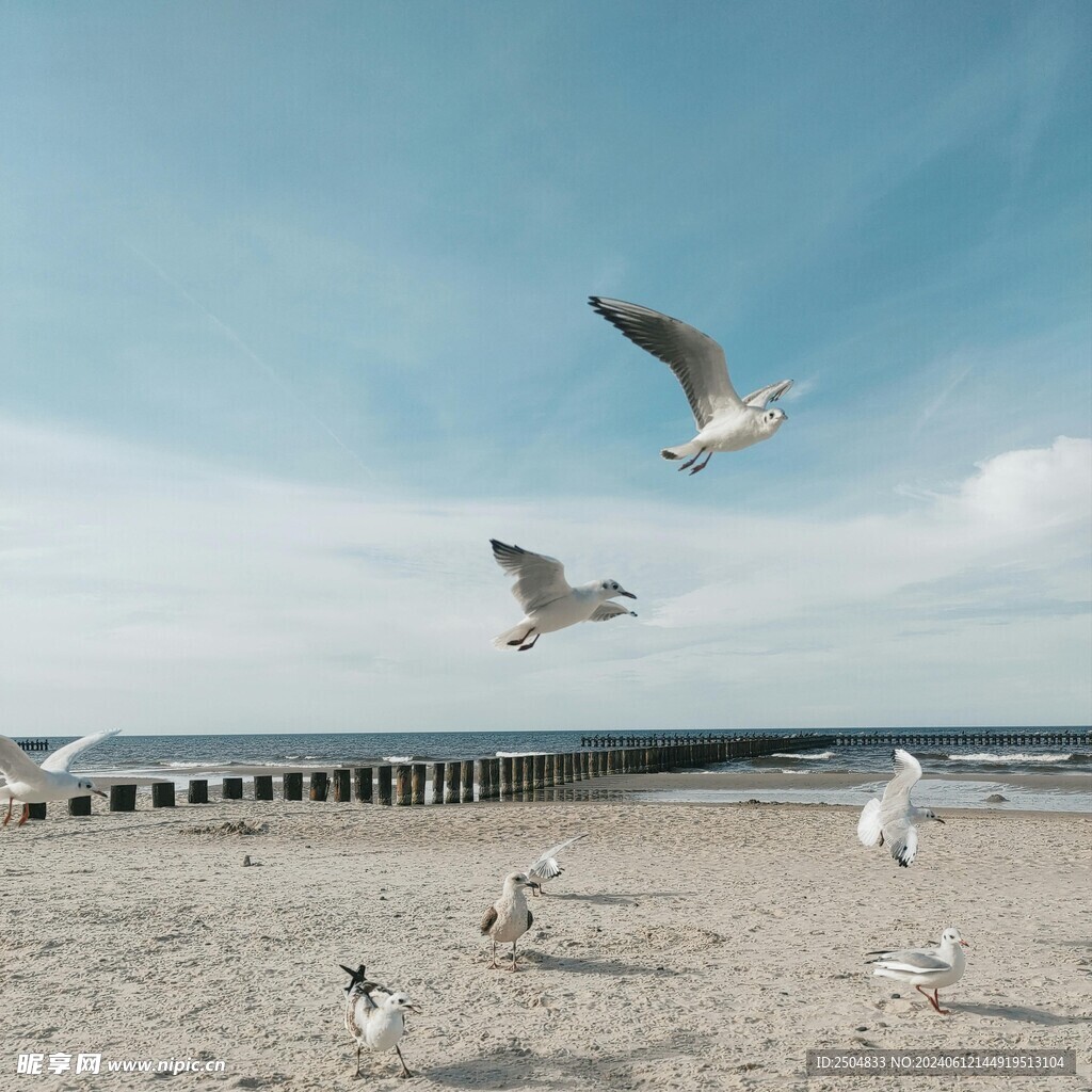 海鸥