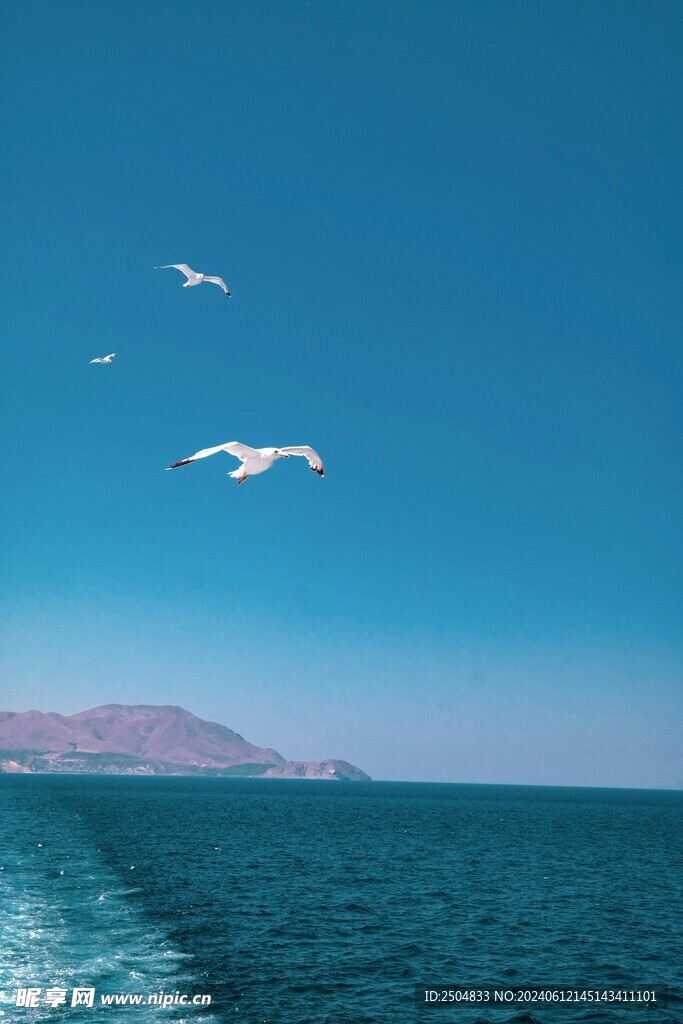 海鸥