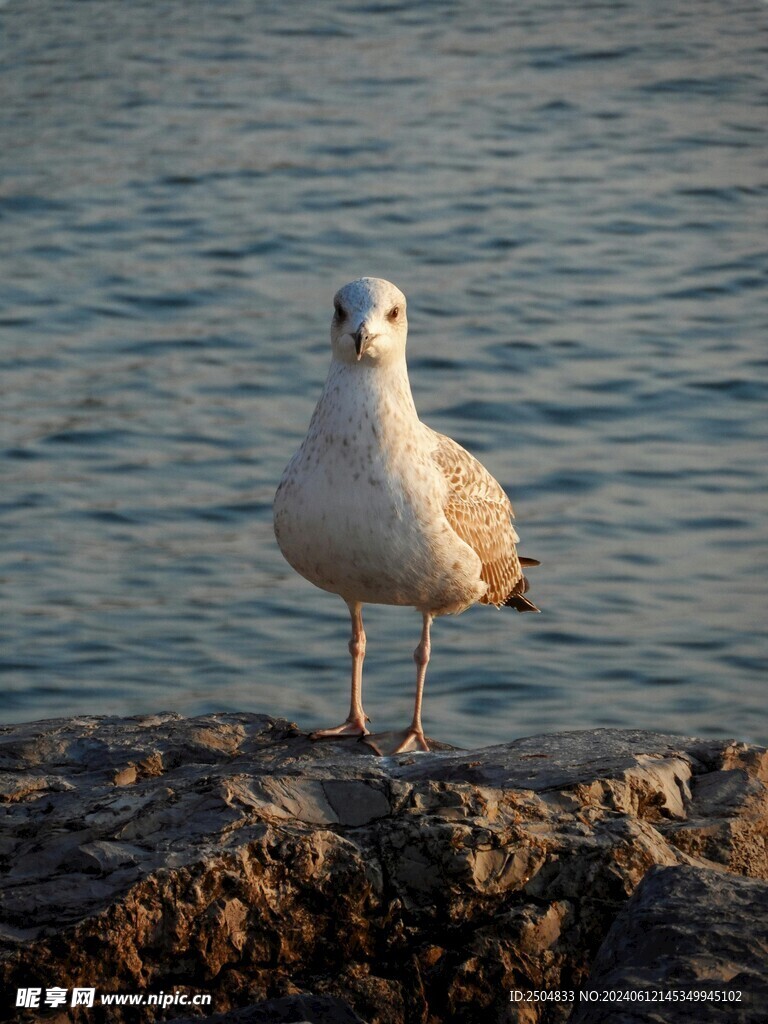 海鸥