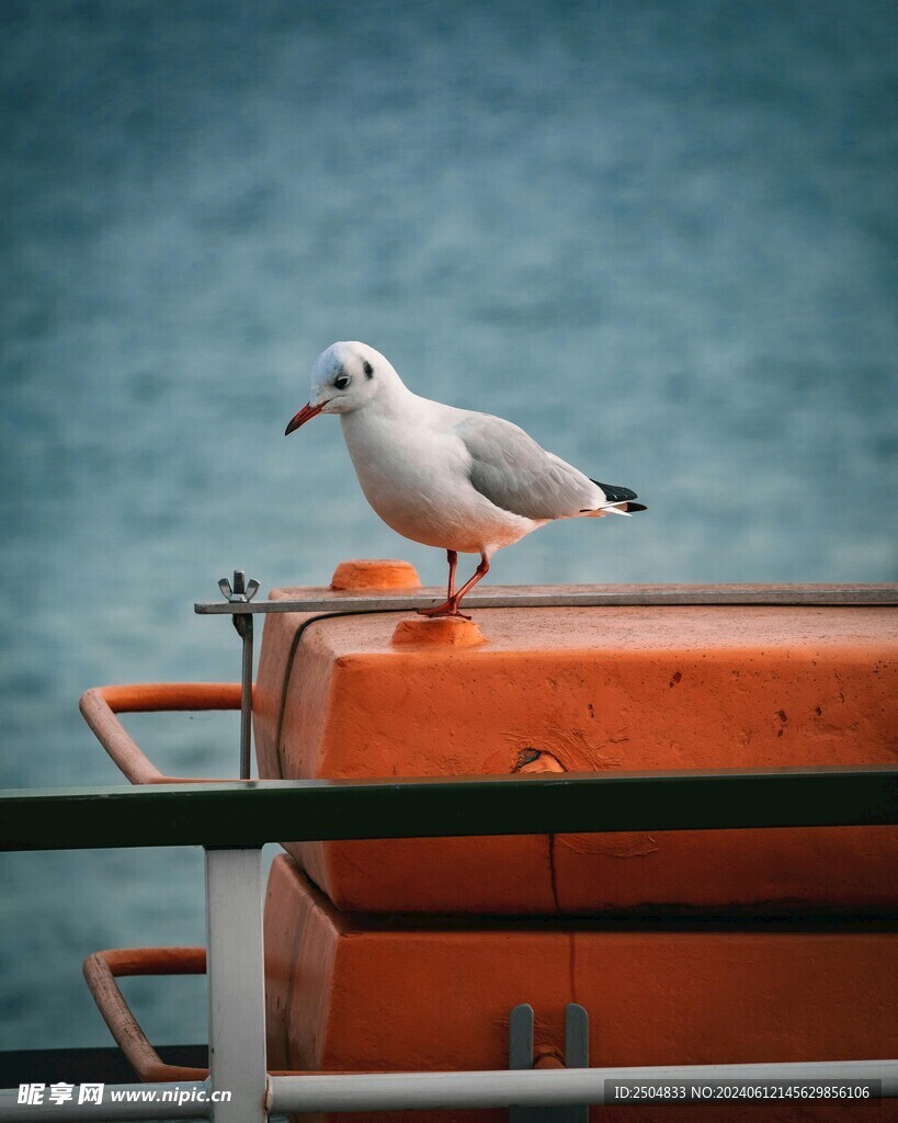 海鸥