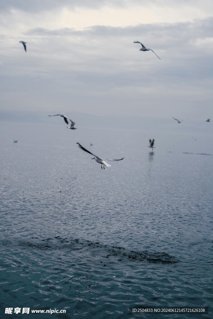 海鸥